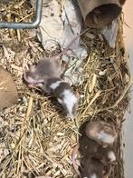 Zo wel voedsel dieren als huis dier, Dieren en Toebehoren, Knaagdieren, Augustus, Meerdere dieren, Overige typen, Tam