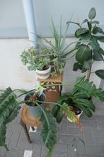 5 Mooie grote groene planten / kamerplanten, Ophalen, Overige soorten, Halfschaduw, In pot