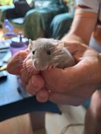 Jonge tamme dwergratten te koop, Rat, Mei, Meerdere dieren, Tam