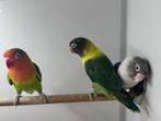 Fischeri, Meerdere dieren, Dwergpapegaai of Agapornis