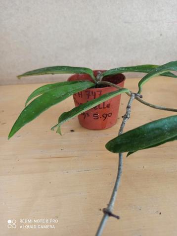 Hoya minibelle potmaat 6.5 nummer H747 beschikbaar voor biedingen