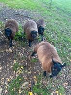 Rammen blauwe texelaar, Dieren en Toebehoren, Schapen, Geiten en Varkens, Mannelijk, Schaap