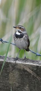Blauwborst koppel, Dieren en Toebehoren, Vogels | Overige Vogels, Meerdere dieren, Geringd