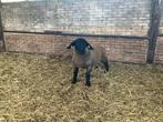 Ram Suffolk, Vrouwelijk, Schaap, 0 tot 2 jaar