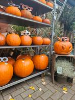 Prachtige (Halloween) Pompoenen voor Herfstdecoratie!, Ophalen, Volle zon, Groenteplanten, Eenjarig