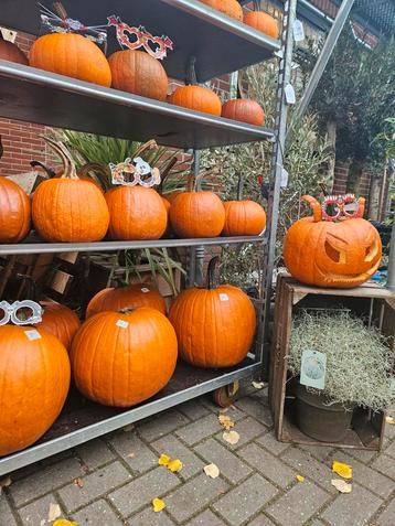 Prachtige (Halloween) Pompoenen voor Herfstdecoratie! beschikbaar voor biedingen