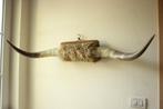Taxidermie Longhoorns koehoorn, Ophalen, Gebruikt, Opgezet dier