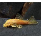 L144 albino algeters jong, Dieren en Toebehoren, Vissen | Aquariumvissen, Vis