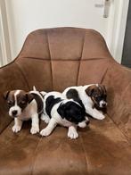 Te koop Jack Russell pups, Dieren en Toebehoren, Honden | Jack Russells en Terriërs, Rabiës (hondsdolheid), Jack Russell Terriër