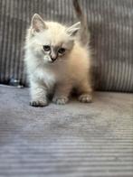 Mooie ragdoll kater 8 weken, Kater, Gechipt, 0 tot 2 jaar