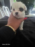 Chihuahua pups, Dieren en Toebehoren, 8 tot 15 weken, Meerdere, Meerdere dieren, Chihuahua