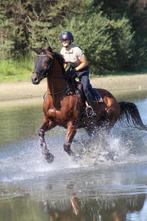 2 jarige welsh A hengst, hengst veulen en 5 jarige alrounder, Dieren en Toebehoren, Pony's, Gechipt, 0 tot 2 jaar, Hengst, A pony (tot 1.17m)