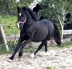 ⭐️wie word hier nou niet verliefd op! een prachtige parel!⭐️, Dieren en Toebehoren, Gechipt, Ruin, 3 tot 6 jaar, Recreatiepony