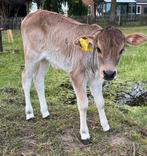 Mooi mini zeboe stiertje, Dieren en Toebehoren, Mannelijk, 0 tot 2 jaar