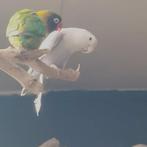 vogels, Dieren en Toebehoren, Meerdere dieren, Parkiet