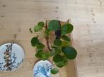 Pannenkoek plant incl mooie gevlochten mand pot, In pot, Minder dan 100 cm, Groene kamerplant, Halfschaduw
