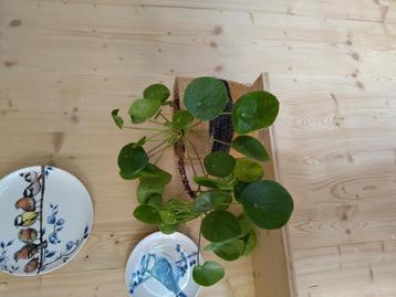 Pannenkoek plant incl mooie gevlochten mand pot beschikbaar voor biedingen