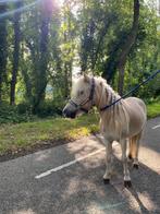 Pony, Onbeleerd, Gechipt, Merrie, 3 tot 6 jaar