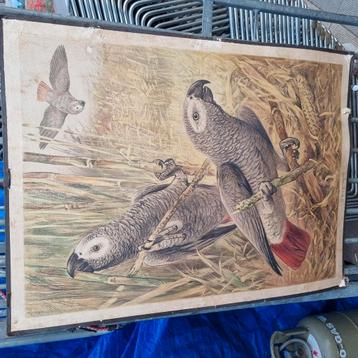 schoolplaat papagaai  beschikbaar voor biedingen