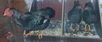 2 krielkippen met haan te koop, Dieren en Toebehoren, Pluimvee, Meerdere dieren, Kip