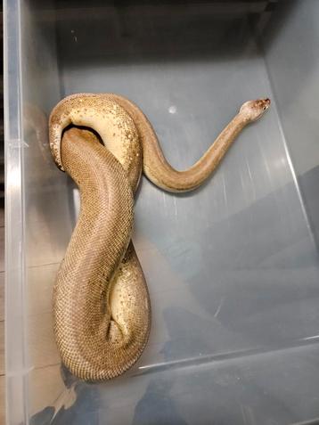 Python regius 2017 beschikbaar voor biedingen