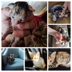 Mooie kittens Maine Coon x Chartreux, Dieren en Toebehoren, Meerdere dieren, 0 tot 2 jaar