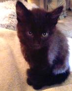 ZELDZAME NEBELUNG KITTENS SMOKEY KLEUR (BLAUWE RUS), Meerdere dieren, Ontwormd, 0 tot 2 jaar