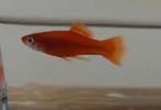 Zwaarddrager jonge mannetjes 2x aquarium vissen, Vis