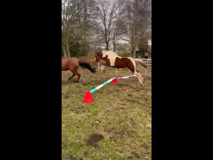 Te koop: mooi bont hengstveulen (Welsh B x New Forest E), Dieren en Toebehoren, Pony's, Hengst, Onbeleerd, D pony (1.37m tot 1.48m)