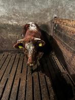 Dikbillen te koop, Mannelijk