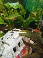Vissen, Dieren en Toebehoren, Vissen | Aquariumvissen, Vis