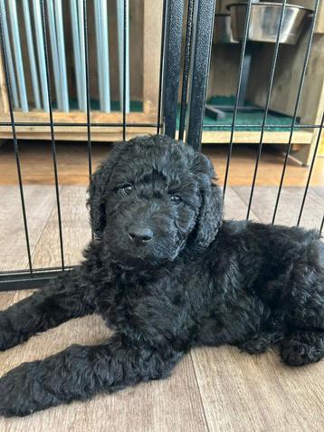 Zwarte labradoodle reutjes pups F5 (Medium) beschikbaar voor biedingen