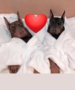 Dobermann pups te koop ., Dieren en Toebehoren, Honden | Bulldogs, Pinschers en Molossers, CDV (hondenziekte), Overige rassen