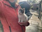 Leuke lieve kittens, Dieren en Toebehoren, Katten en Kittens | Overige Katten, Meerdere dieren, Kortharig, 0 tot 2 jaar