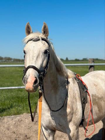 Knappe 4 jarige E pony/paard  beschikbaar voor biedingen
