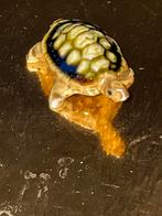 Sierlijke Schildpad Figuur, Antiek en Kunst, Ophalen of Verzenden