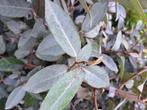 125 Grijsbladige olijfwilg Elaeagnus haag 80 cm, Ophalen of Verzenden, Overige soorten, Haag, Minder dan 100 cm