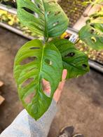 Monstera Monkey Mask - Jonge Plant in 9cm Pot, Overige soorten, In pot, Minder dan 100 cm, Groene kamerplant