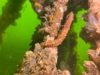 PADI DUIKSCHOOL., Ophalen, Nieuw