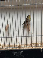 Treursijs pop, Vrouwelijk