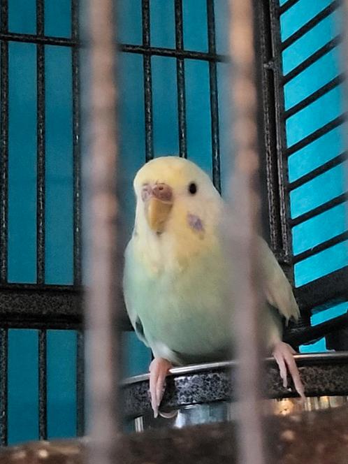 Grasparkiet pop te koop, Dieren en Toebehoren, Vogels | Parkieten en Papegaaien, Parkiet, Vrouwelijk
