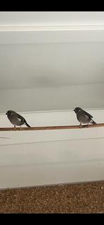 Tropische vogel, Mannelijk, Tropenvogel, Geringd