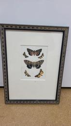 2 Vlinder Illustraties in Lijst, Ophalen of Verzenden