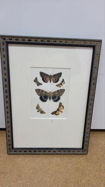 2 Vlinder Illustraties in Lijst beschikbaar voor biedingen