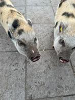 Goed huisje gezocht voor 2 gottinger biggenvrouwtjes, Dieren en Toebehoren, Schapen, Geiten en Varkens, Vrouwelijk, Varken, 0 tot 2 jaar
