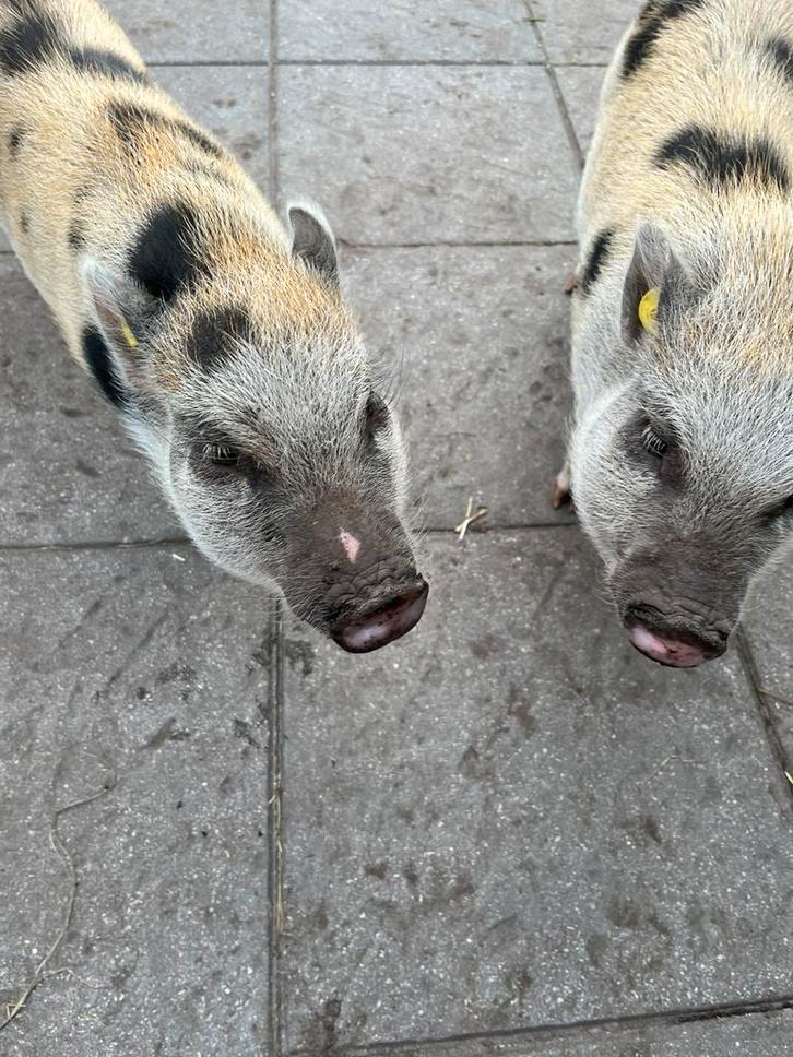 Goed huisje gezocht voor 2 gottinger biggenvrouwtjes, Dieren en Toebehoren, Schapen, Geiten en Varkens, Varken, Vrouwelijk, 0 tot 2 jaar