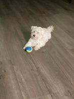 Maltipoo pups, Poedel, Parvo, 15 weken tot 1 jaar, Meerdere