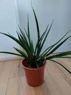 Diverse sanseveria's te koop, Huis en Inrichting, Ophalen, Overige soorten, Minder dan 100 cm