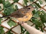 Schamalijster pop, Dieren en Toebehoren, Vrouwelijk
