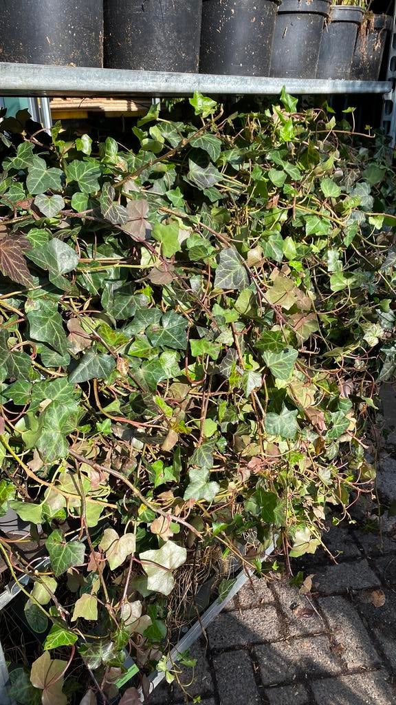Hedera 80/90 lang, Ophalen, Overige soorten, 100 tot 250 cm